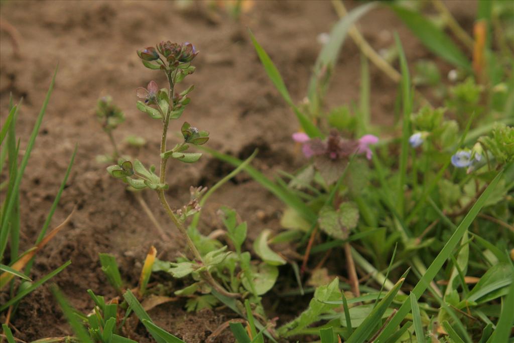 Veronica triphyllos (door Willem Braam)