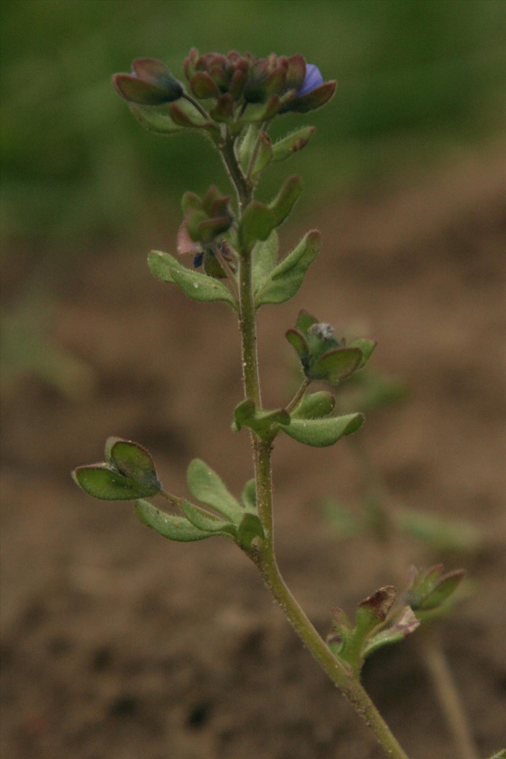 Veronica triphyllos (door Willem Braam)