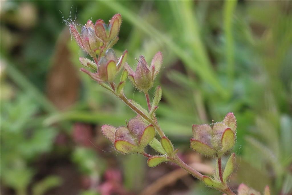 Veronica triphyllos (door Willem Braam)