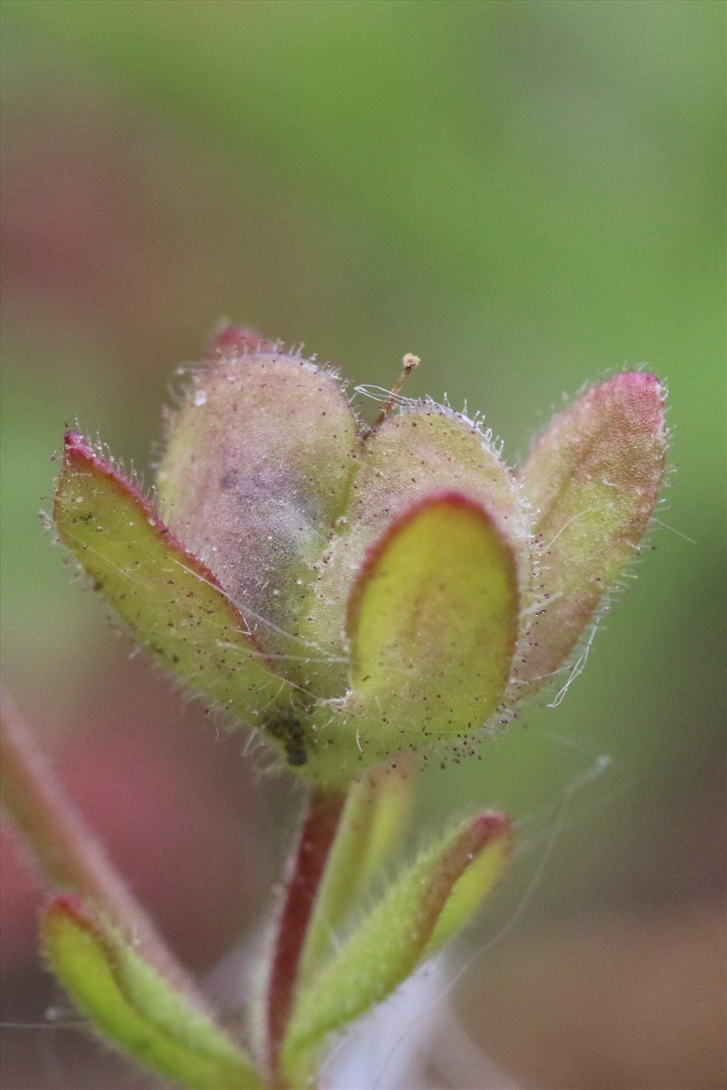 Veronica triphyllos (door Willem Braam)