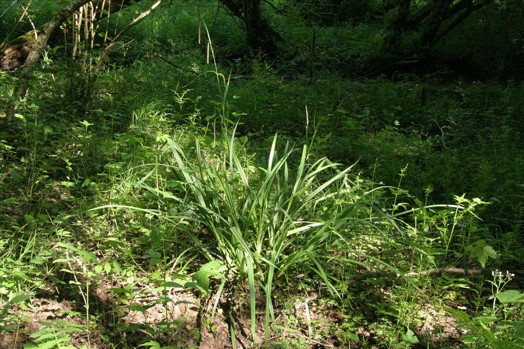 Carex pendula (door Willem Braam)