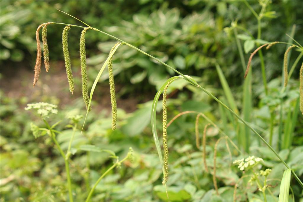 Carex pendula (door Willem Braam)