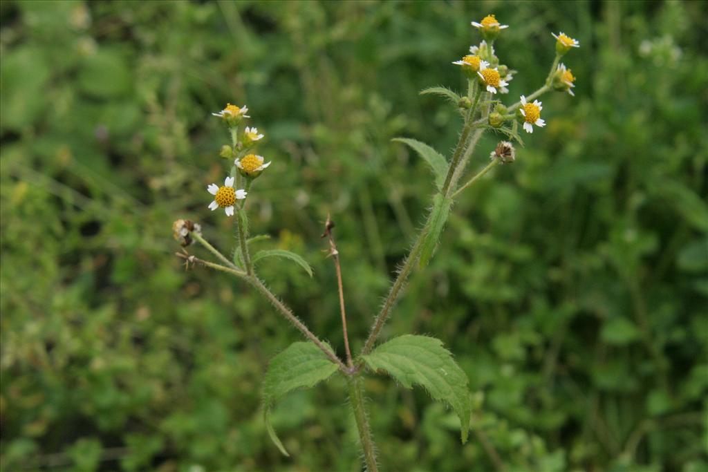 Galinsoga quadriradiata (door Willem Braam)