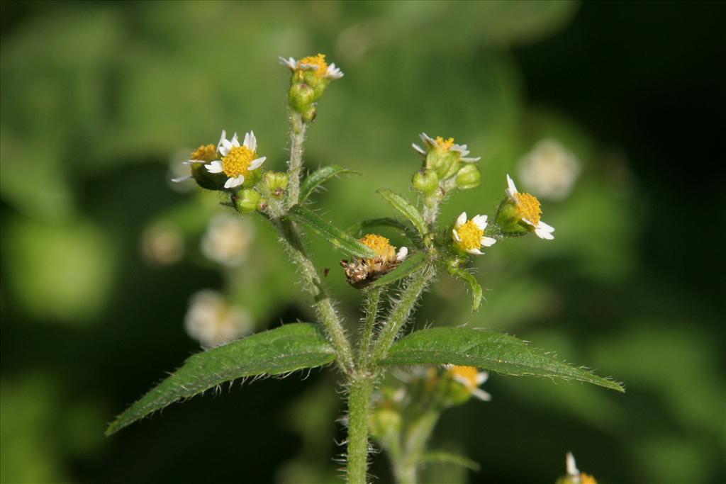 Galinsoga quadriradiata (door Willem Braam)