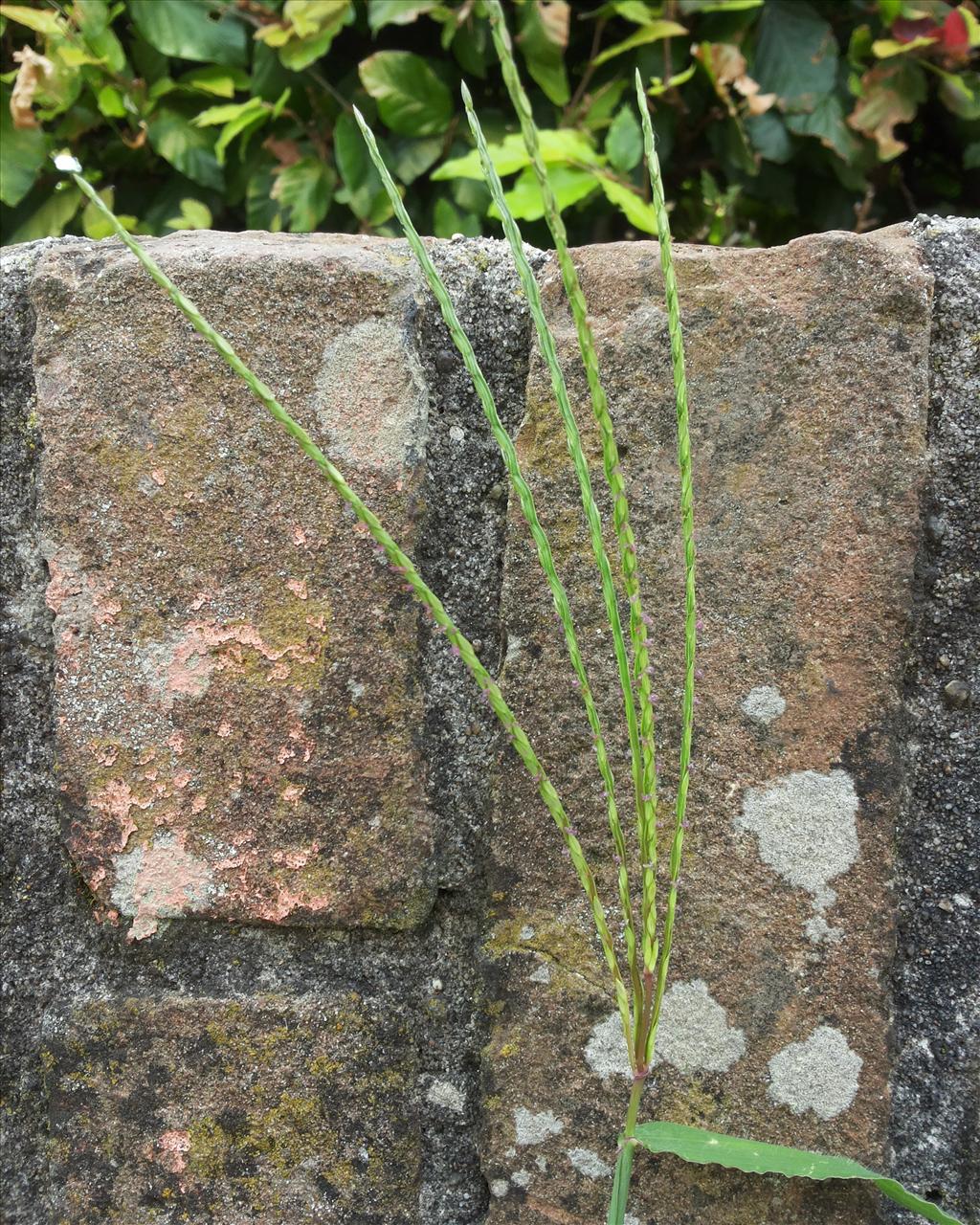 Digitaria sanguinalis (door Willem Braam)