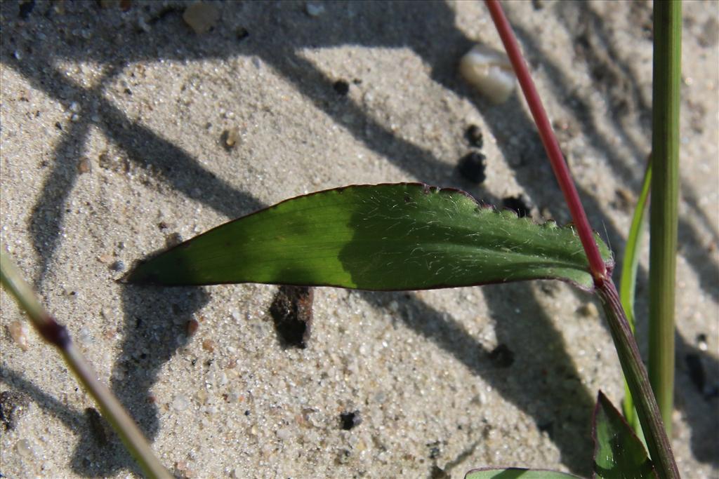 Digitaria sanguinalis (door Willem Braam)