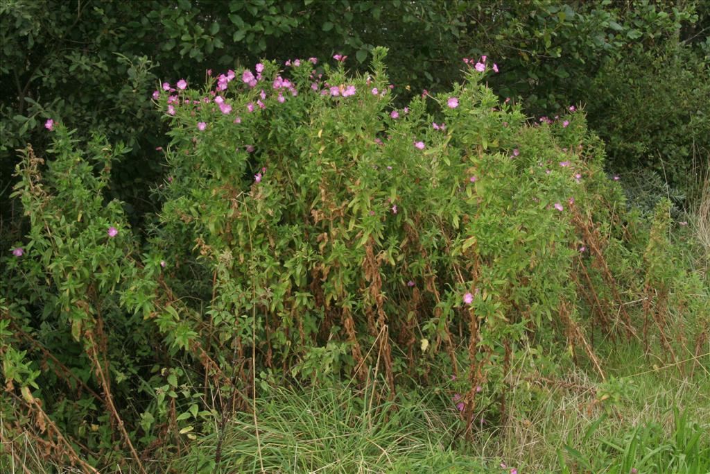 Epilobium hirsutum (door Willem Braam)