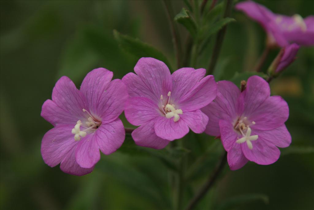 Epilobium hirsutum (door Willem Braam)