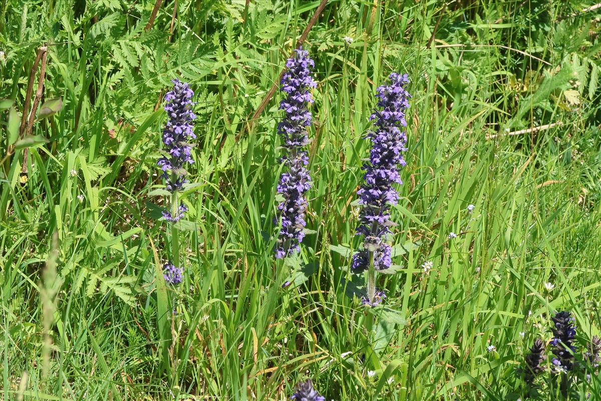 Ajuga genevensis (door Willem Braam)