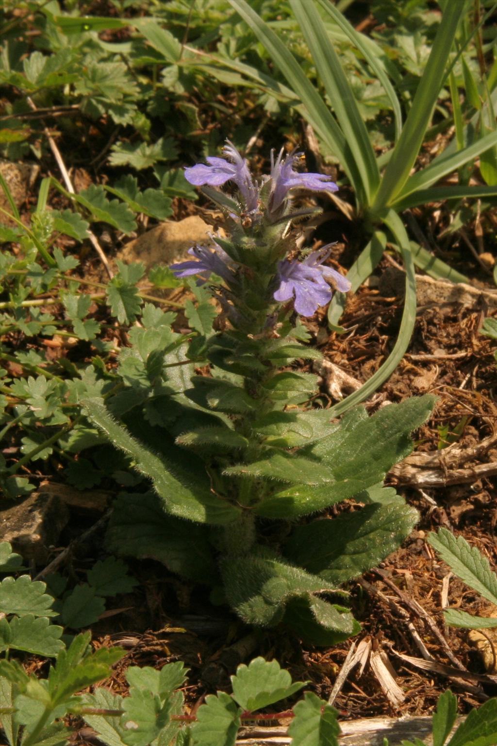 Ajuga genevensis (door Willem Braam)