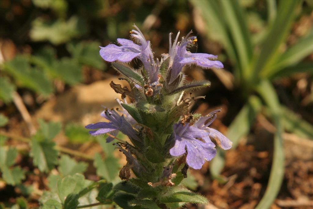 Ajuga genevensis (door Willem Braam)