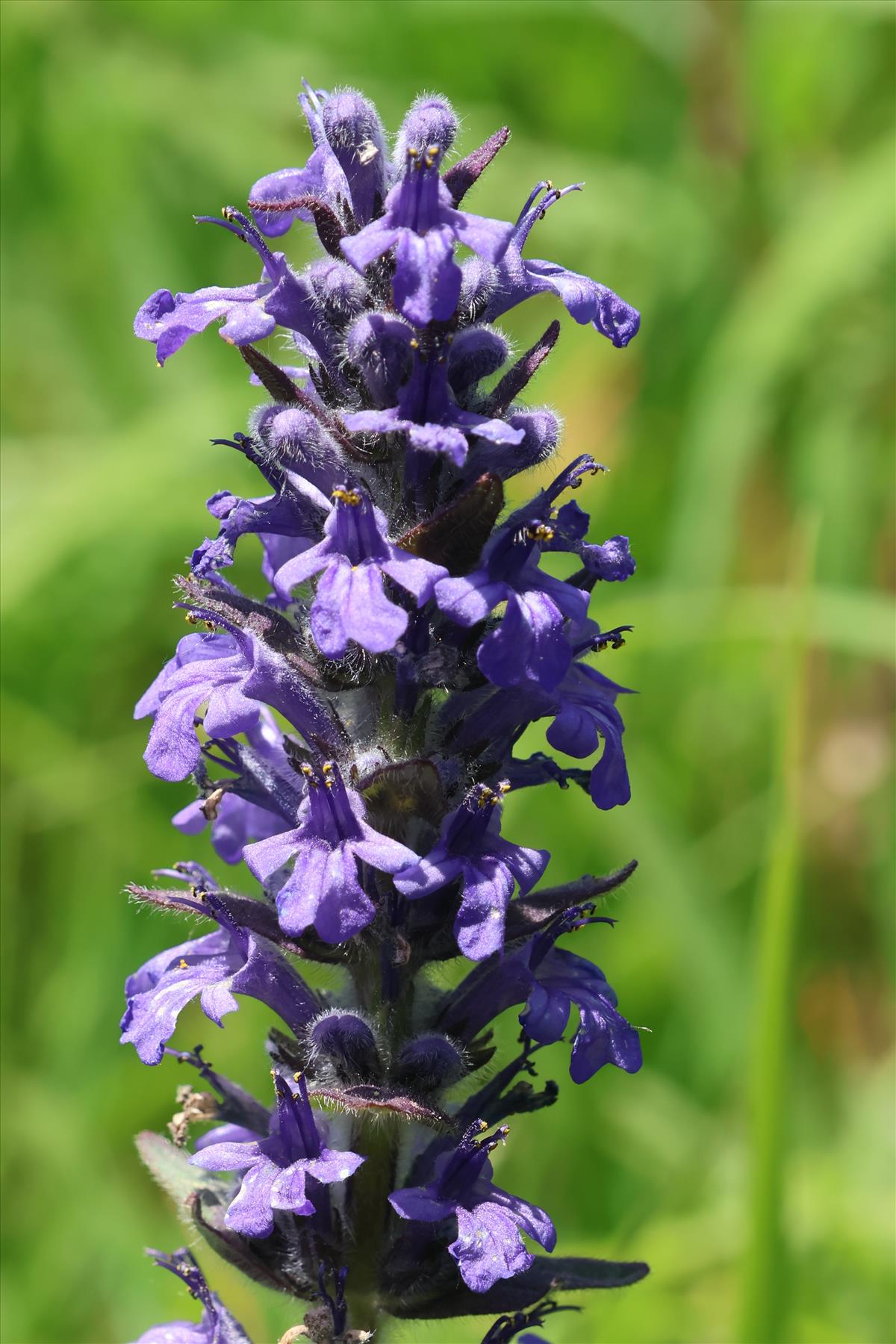 Ajuga genevensis (door Willem Braam)