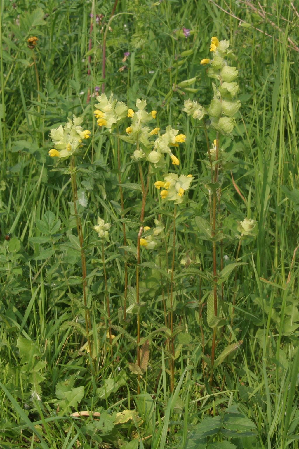 Rhinanthus alectorolophus (door Willem Braam)