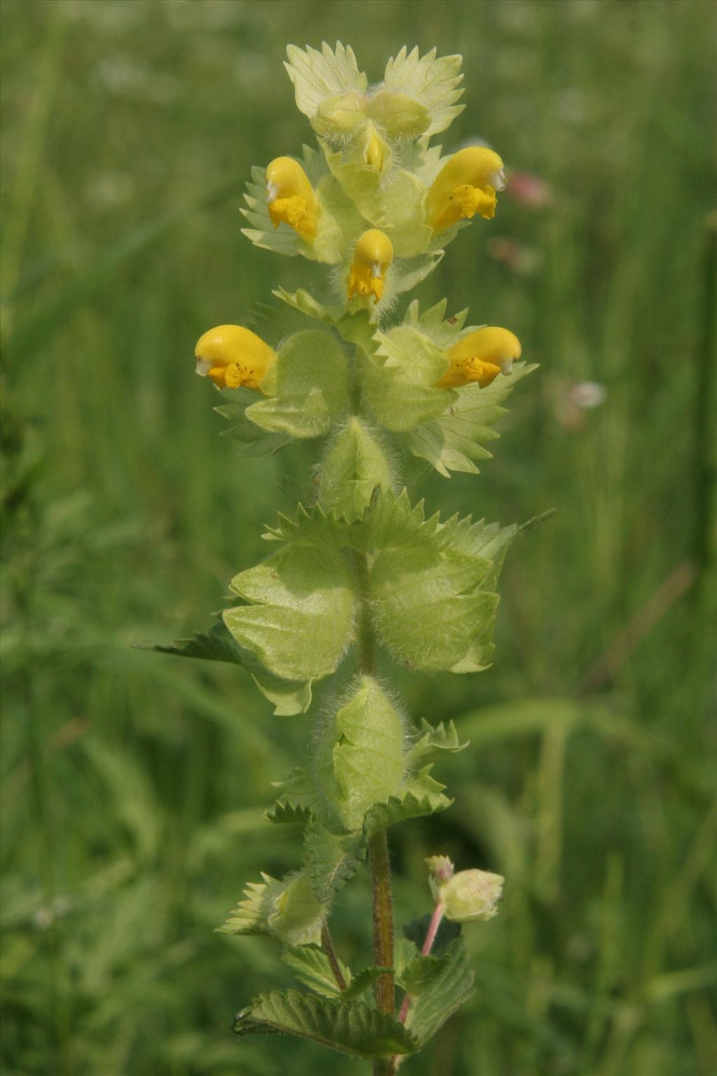 Rhinanthus alectorolophus (door Willem Braam)