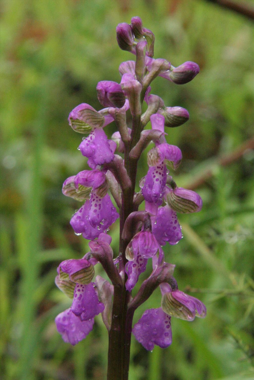 Anacamptis morio (door Willem Braam)