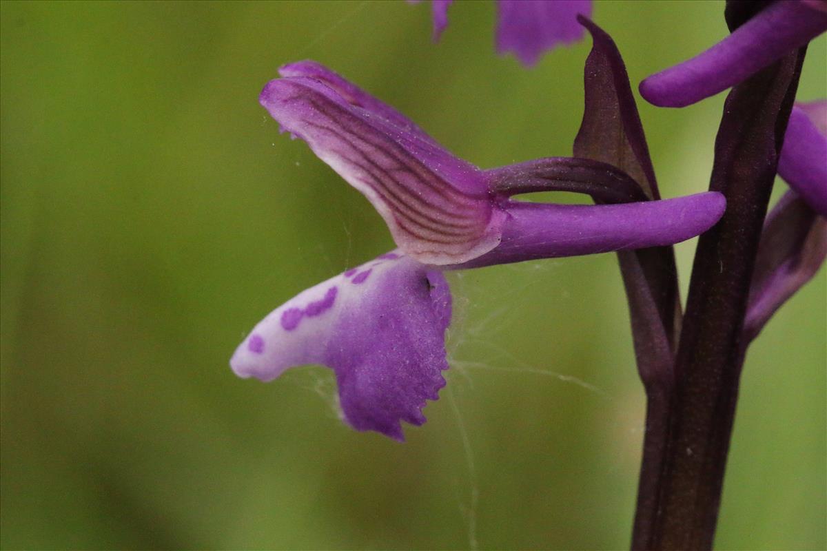 Anacamptis morio (door Willem Braam)