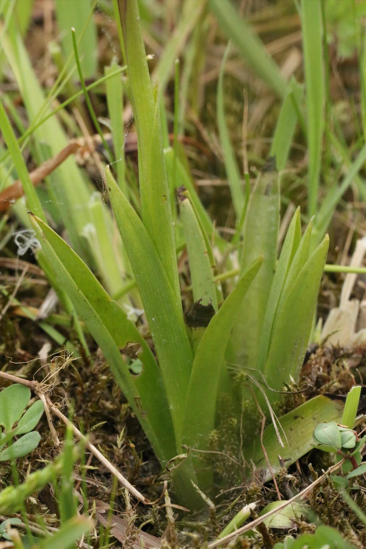 Anacamptis morio (door Willem Braam)