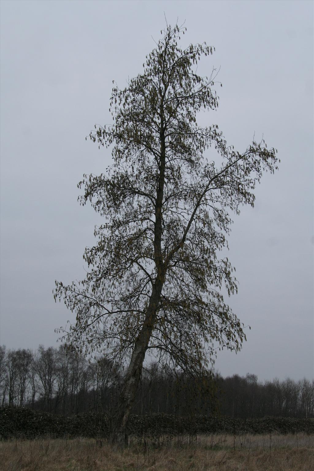 Alnus cordata (door Willem Braam)