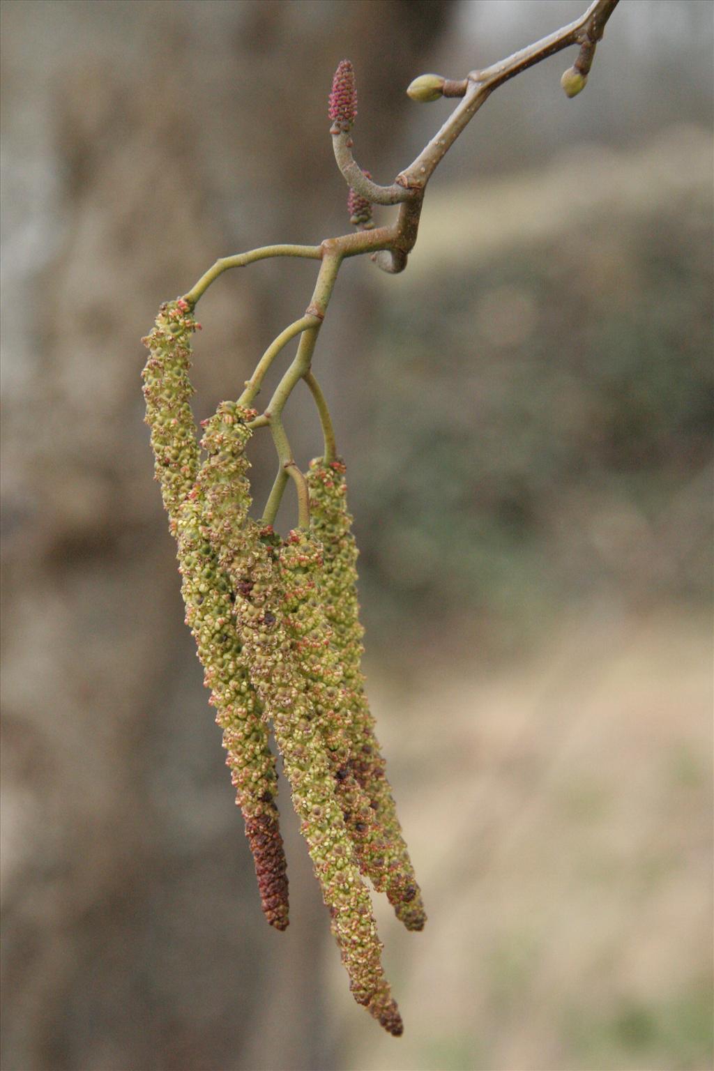 Alnus cordata (door Willem Braam)