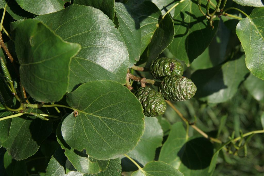 Alnus cordata (door Willem Braam)