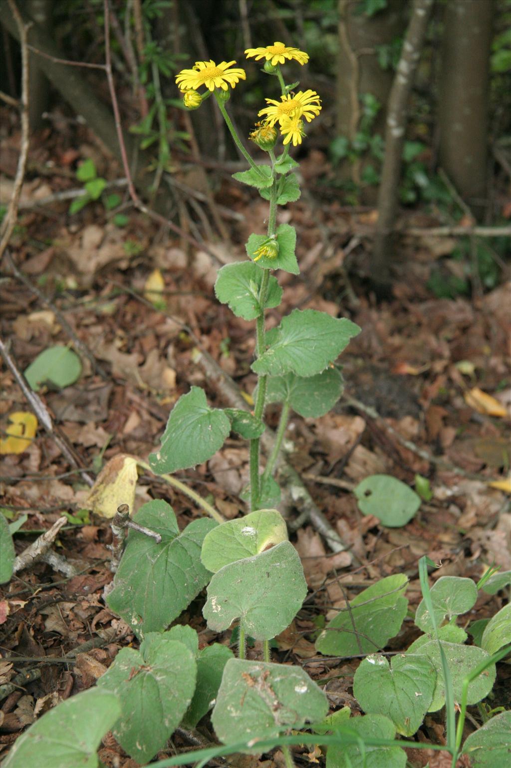 Doronicum pardalianches (door Willem Braam)