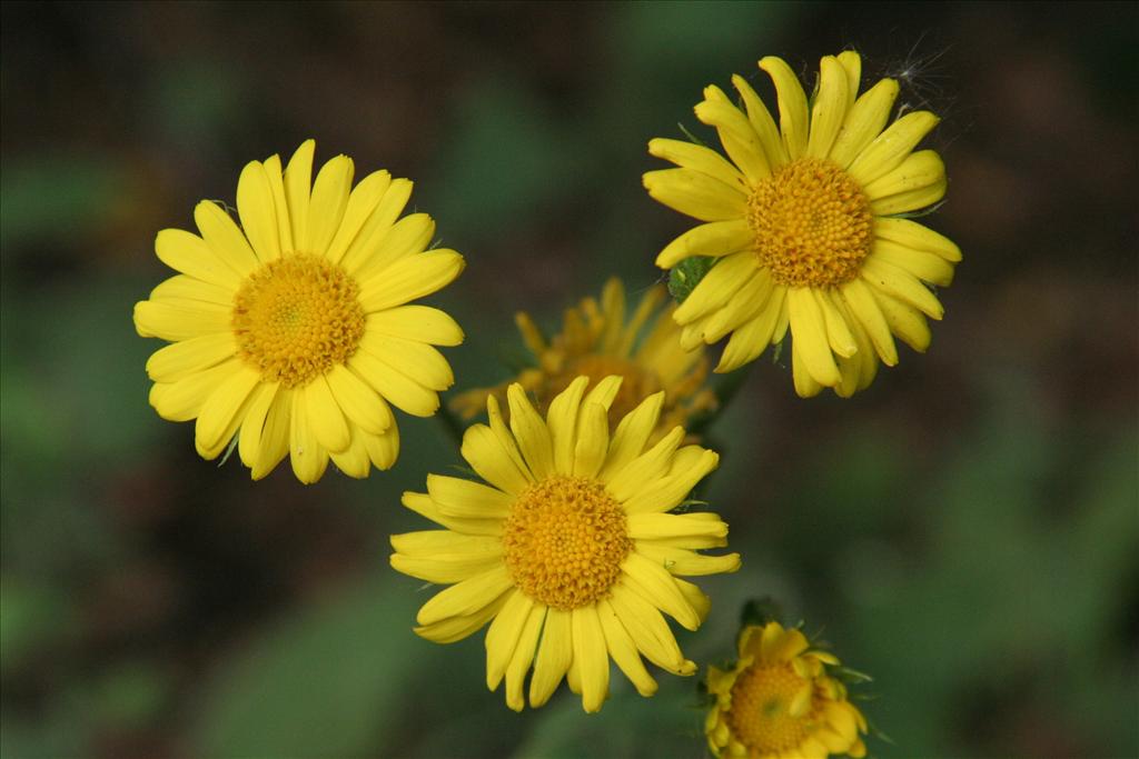 Doronicum pardalianches (door Willem Braam)