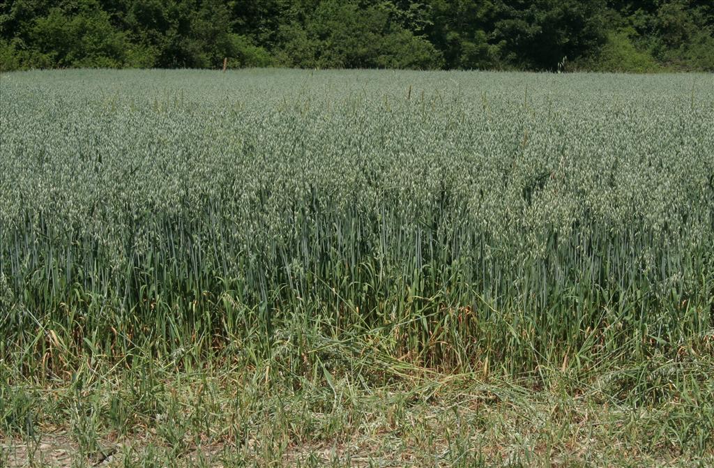 Avena sativa (door Willem Braam)