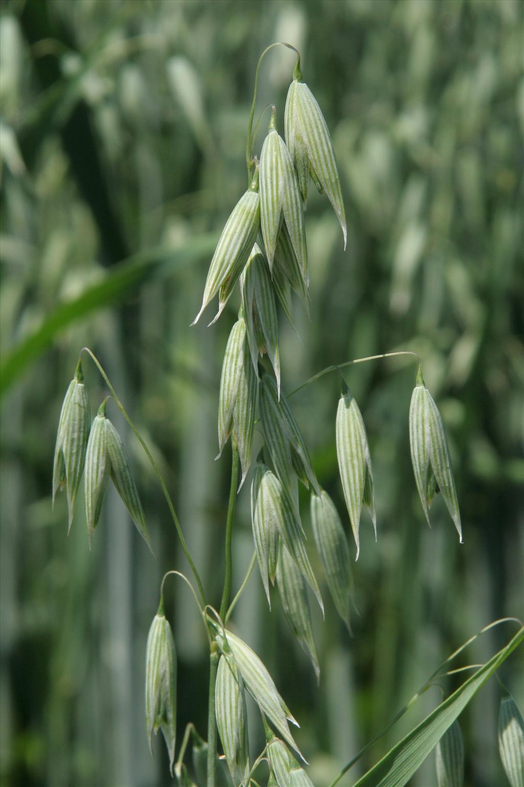 Avena sativa (door Willem Braam)