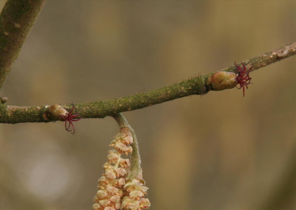 Corylus avellana (door Willem Braam)