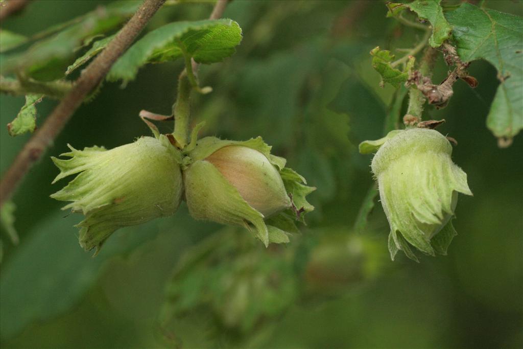 Corylus avellana (door Willem Braam)