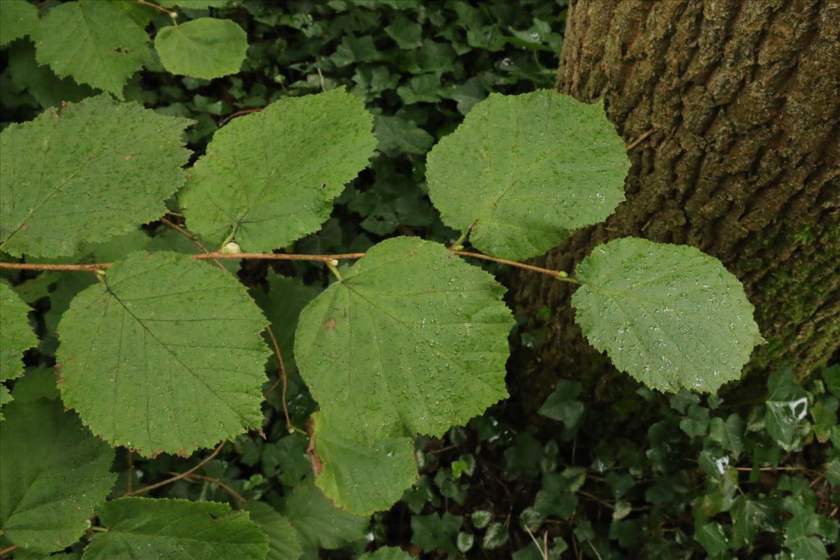 Corylus avellana (door Willem Braam)