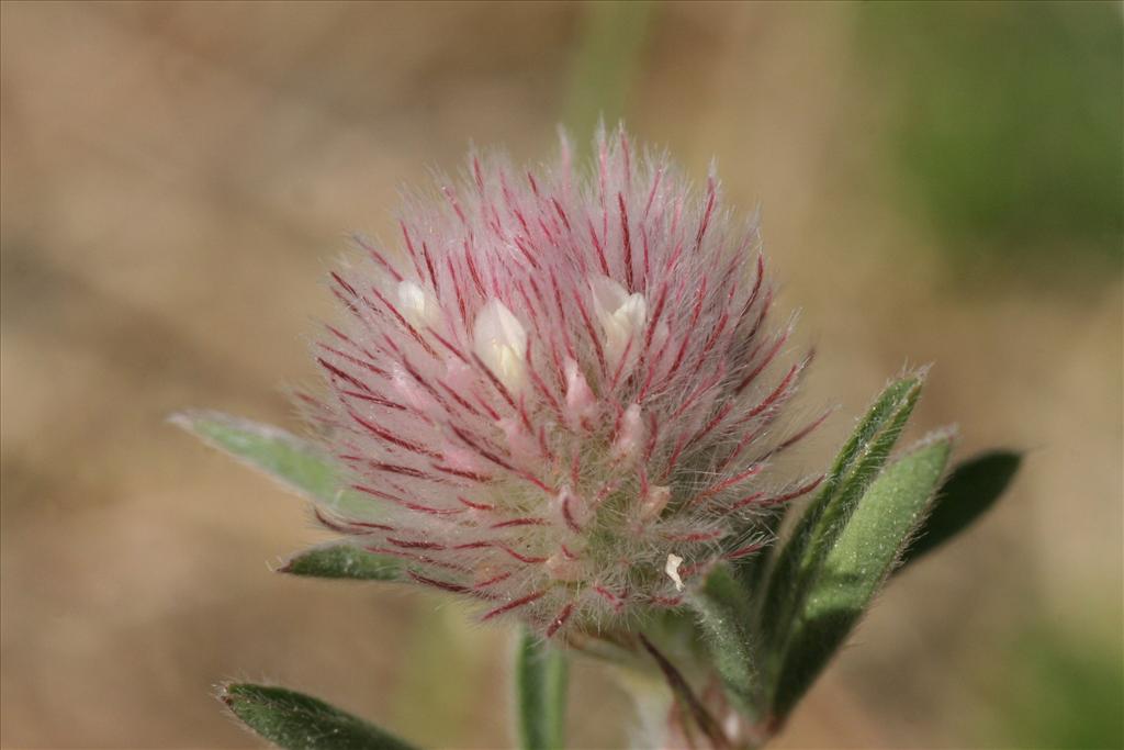 Trifolium arvense (door Willem Braam)