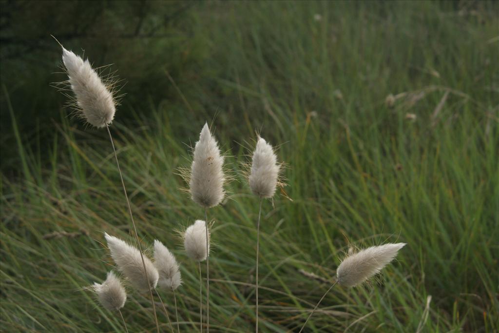 Lagurus ovatus (door Willem Braam)