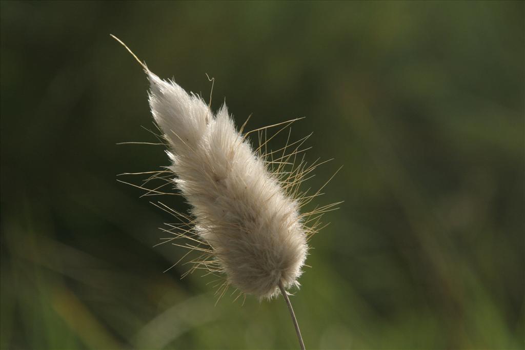 Lagurus ovatus (door Willem Braam)