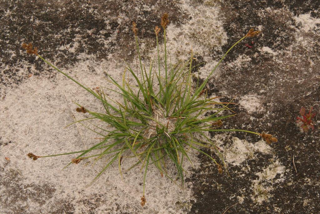 Carex leporina (door Willem Braam)