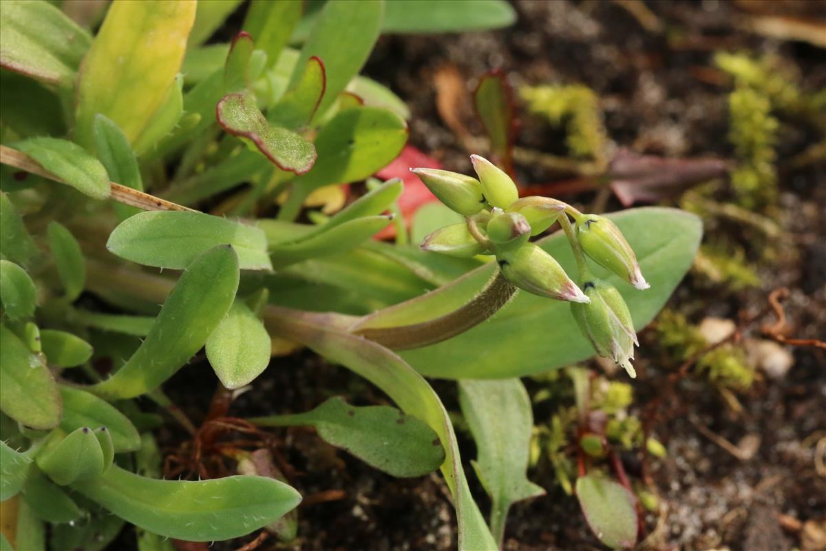 Holosteum umbellatum (door Willem Braam)