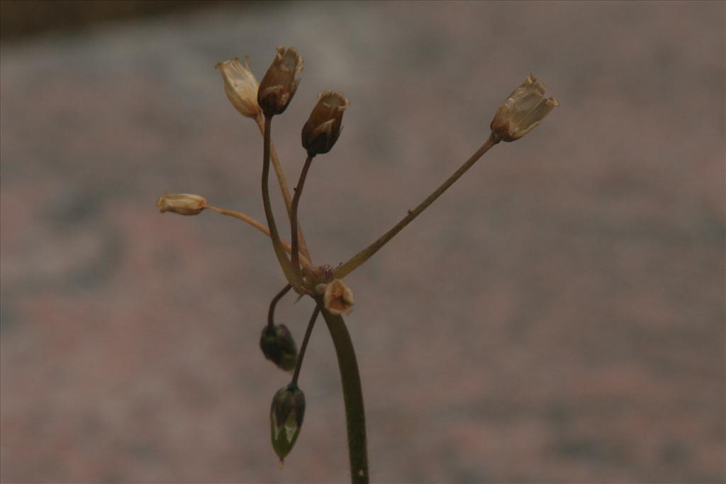 Holosteum umbellatum (door Willem Braam)