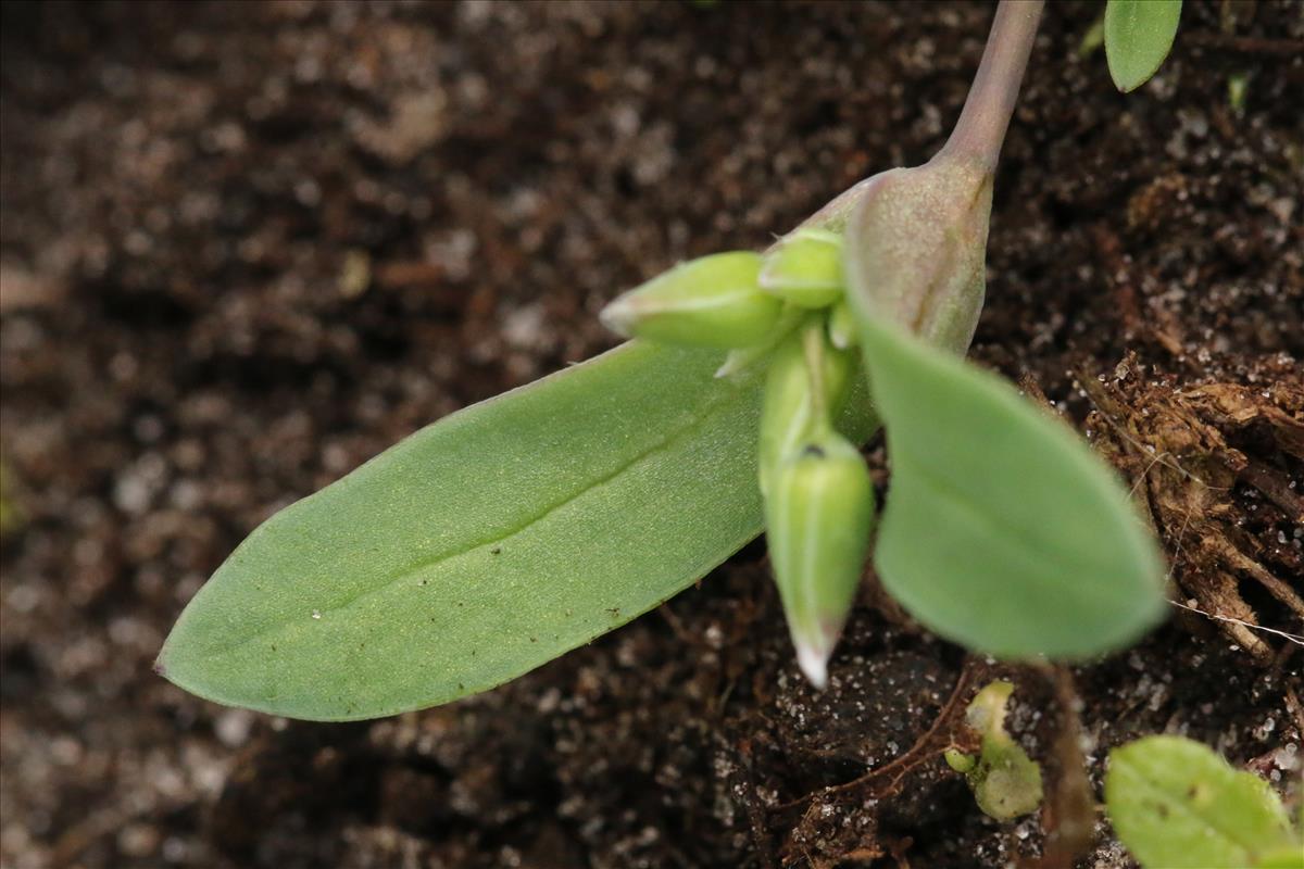 Holosteum umbellatum (door Willem Braam)