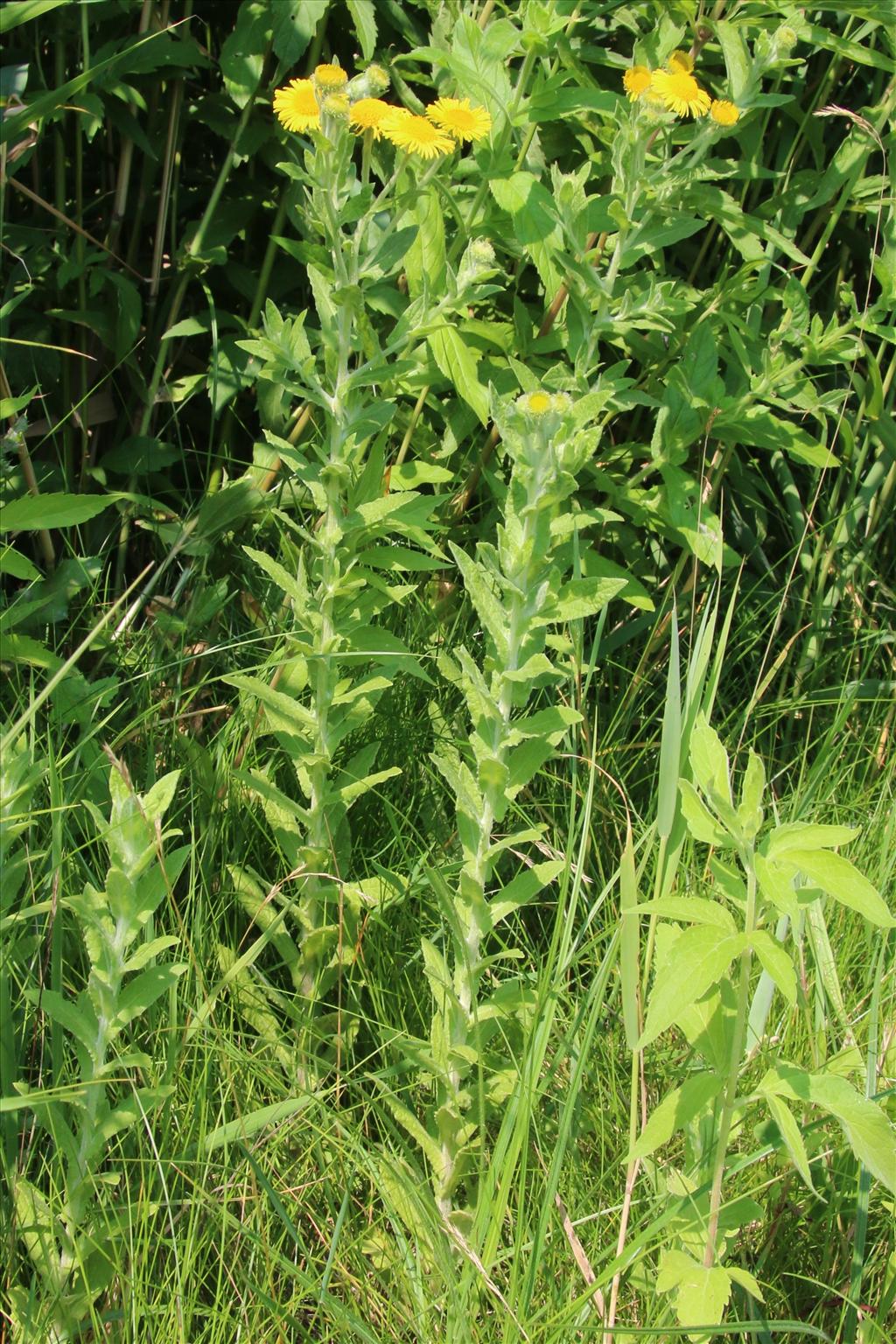 Pulicaria dysenterica (door Willem Braam)