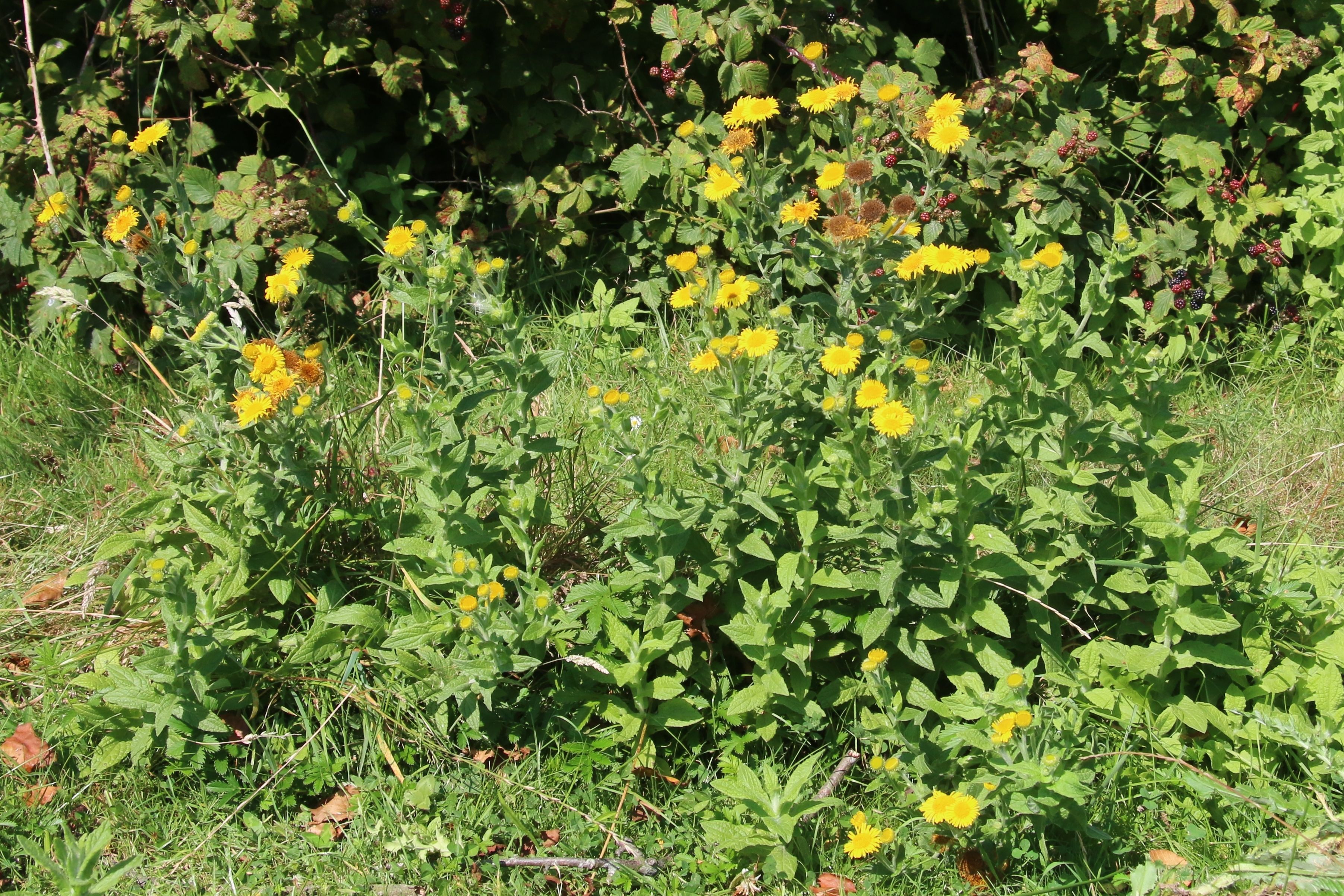 Pulicaria dysenterica (door Willem Braam)