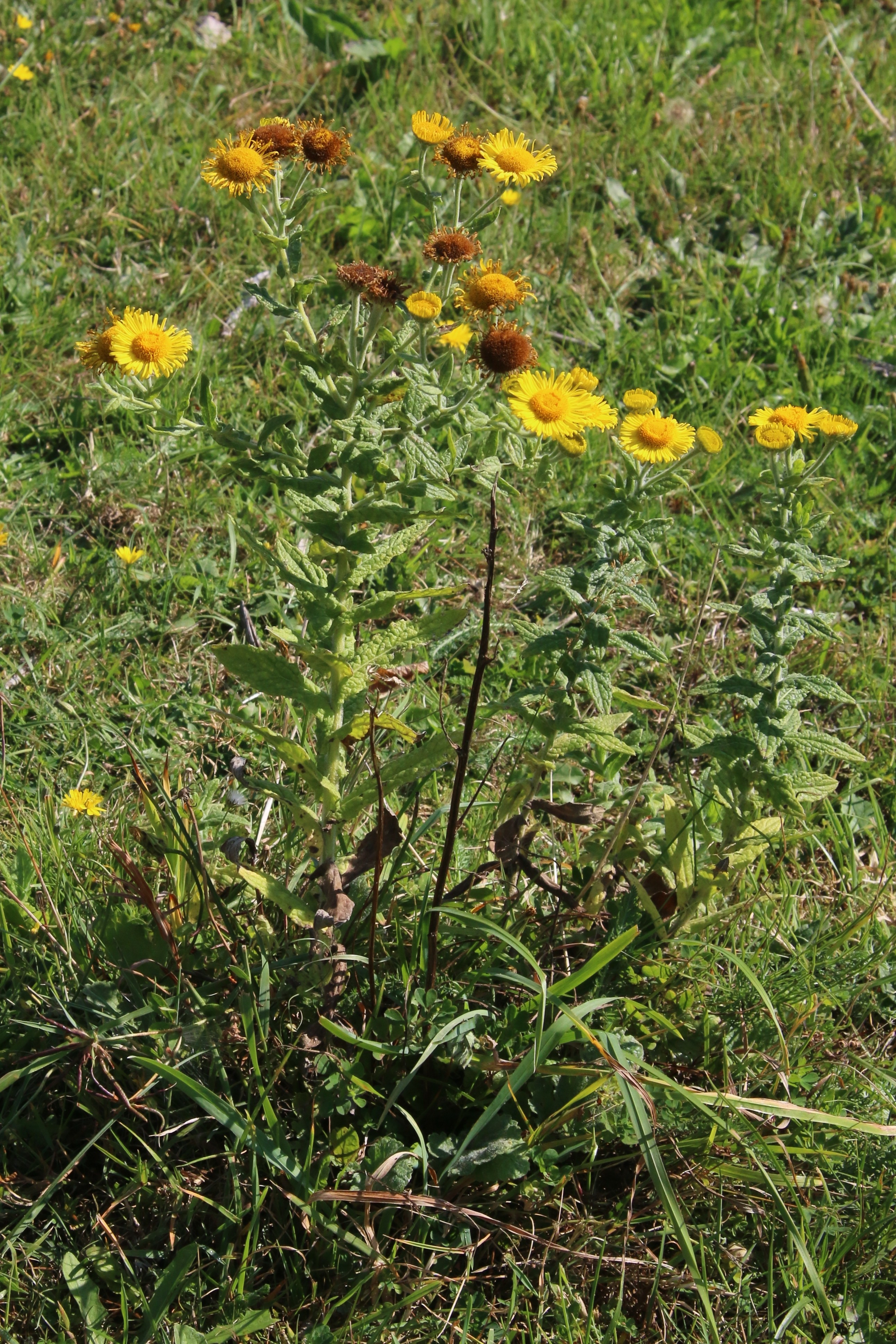 Pulicaria dysenterica (door Willem Braam)