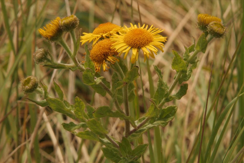 Pulicaria dysenterica (door Willem Braam)