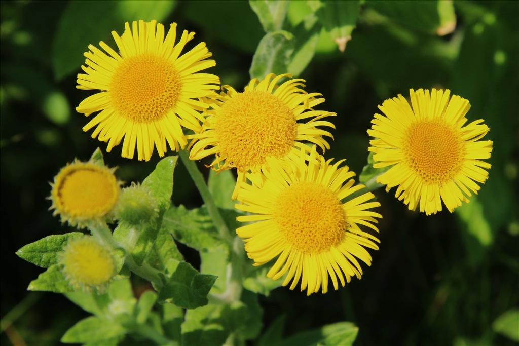 Pulicaria dysenterica (door Willem Braam)