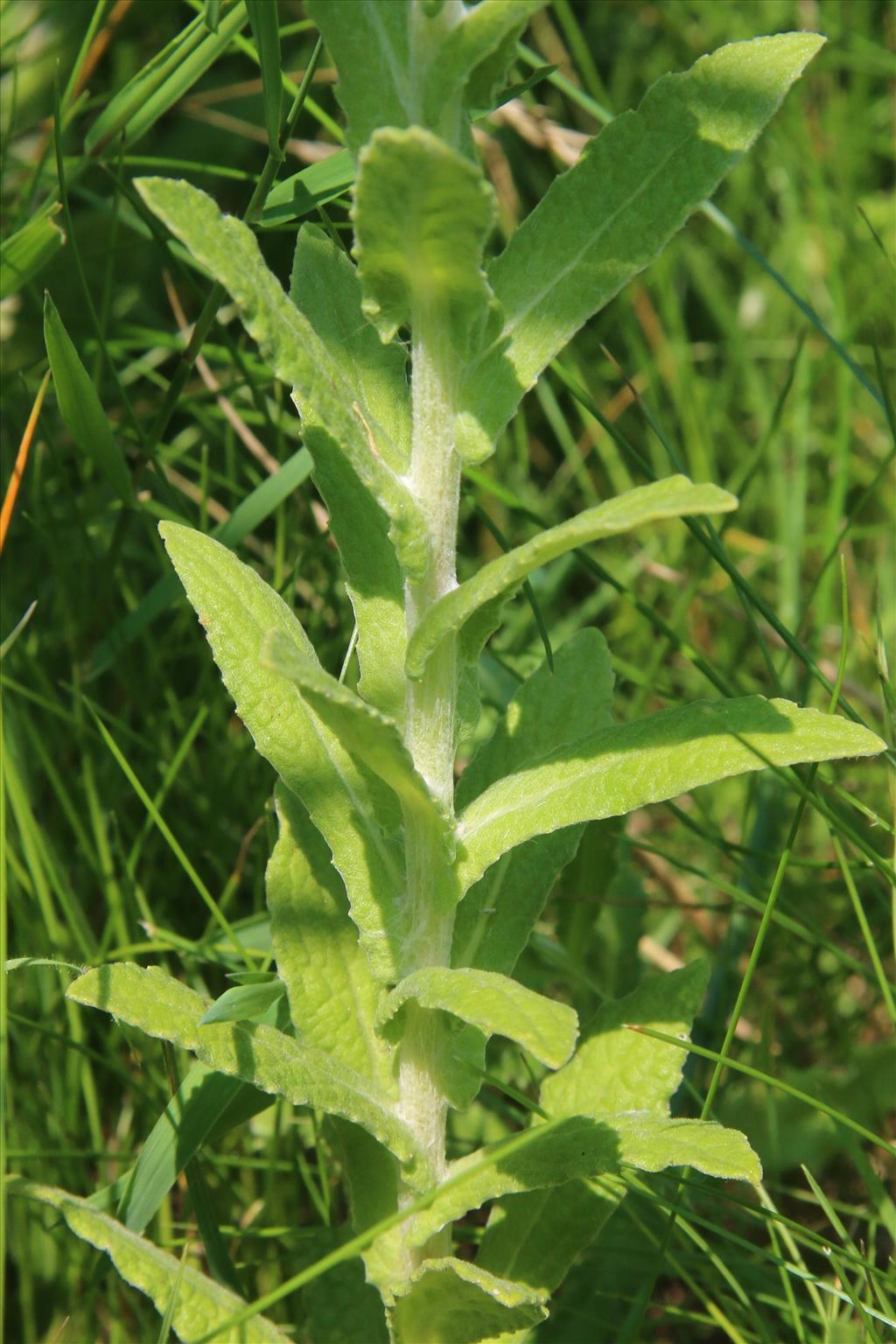 Pulicaria dysenterica (door Willem Braam)