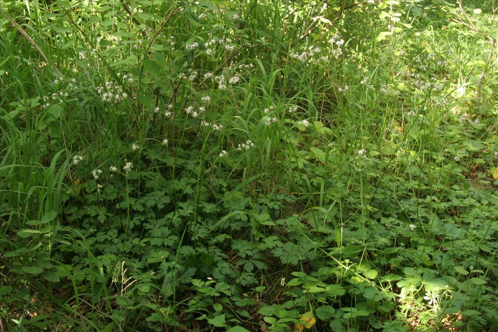 Sanicula europaea (door Willem Braam)