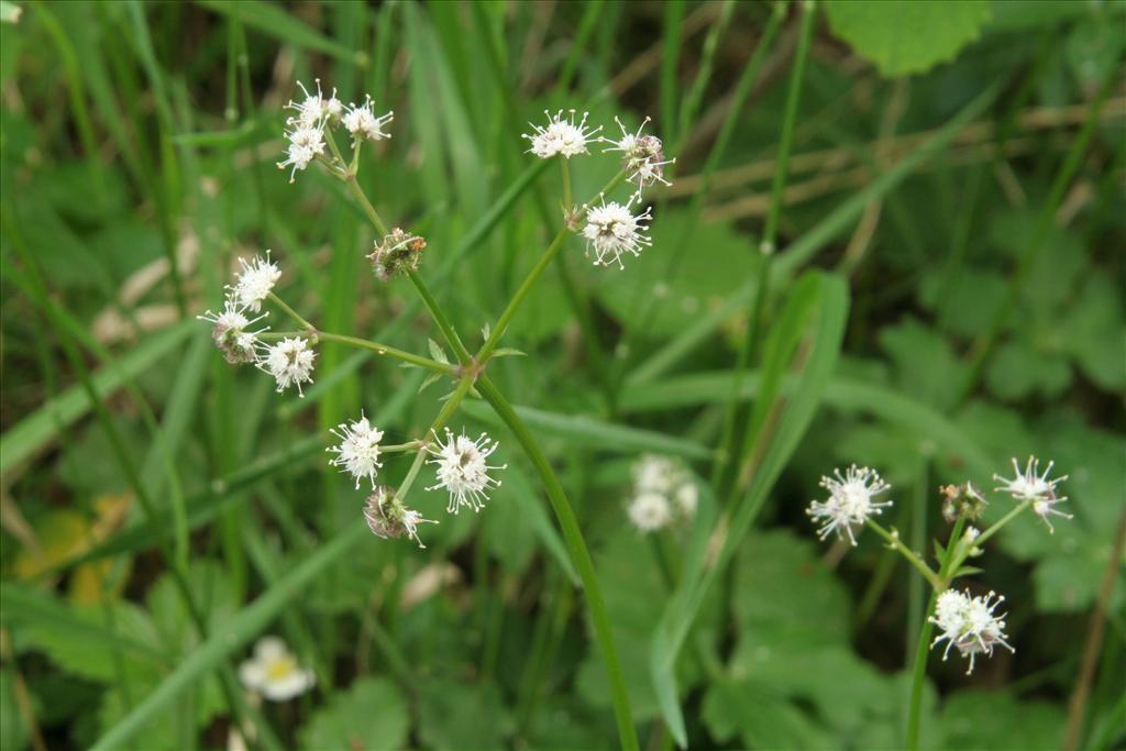 Sanicula europaea (door Willem Braam)