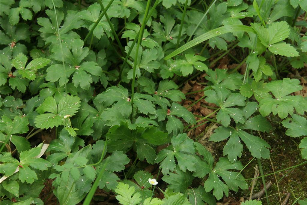 Sanicula europaea (door Willem Braam)