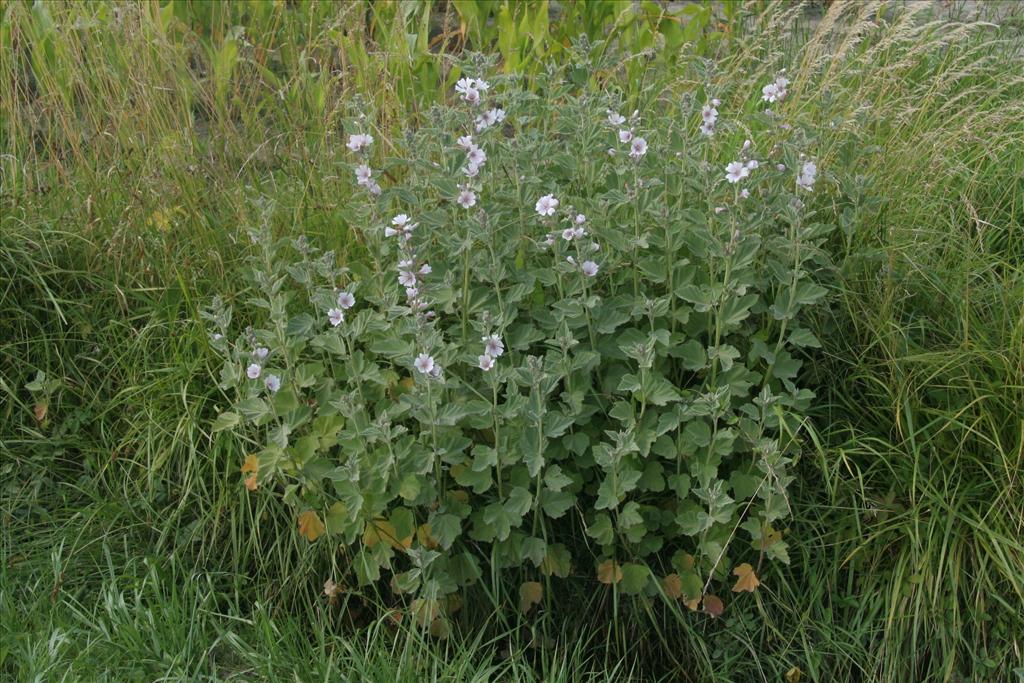 Althaea officinalis (door Willem Braam)