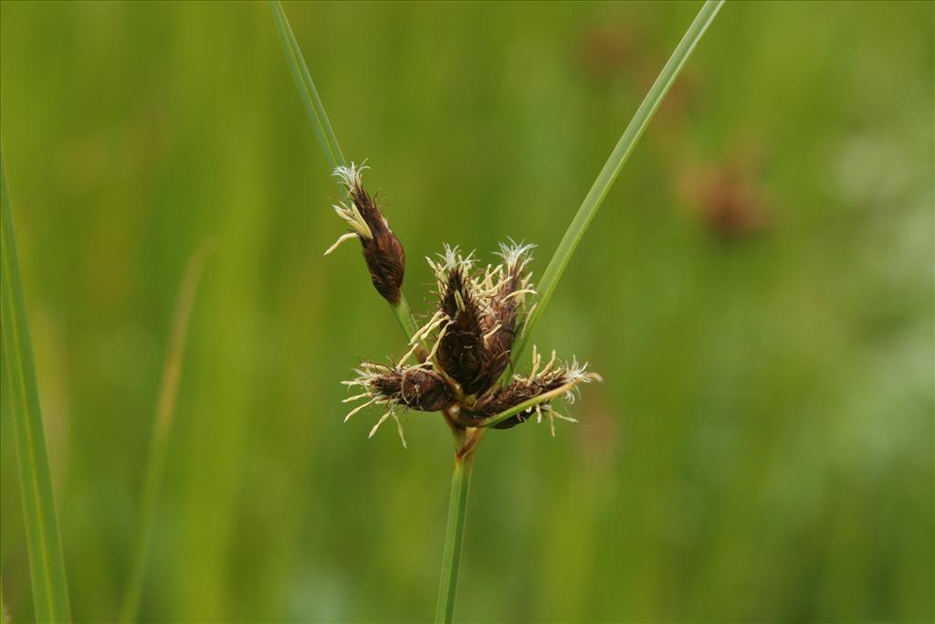 Bolboschoenus maritimus/laticarpus (door Willem Braam)