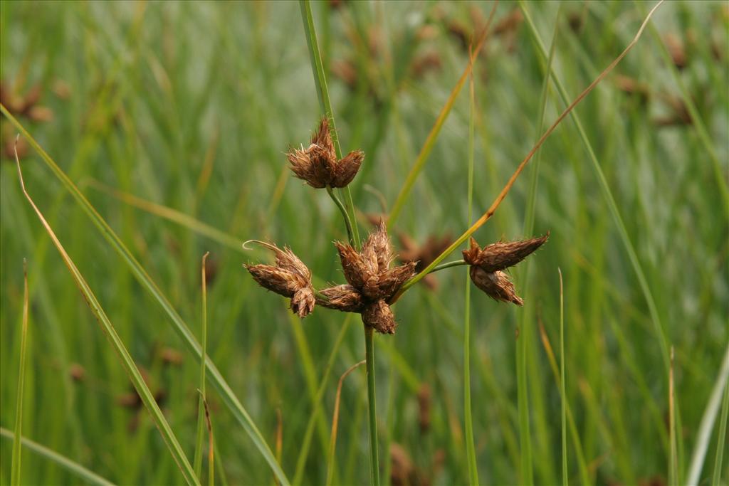 Bolboschoenus maritimus/laticarpus (door Willem Braam)